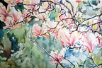 Magnolie